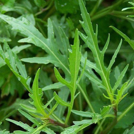 Rocket - Wild - 100 seeds - Small Garden Sowing