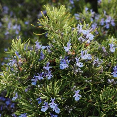 Rosemary - 15 seeds - Small Garden Sowing