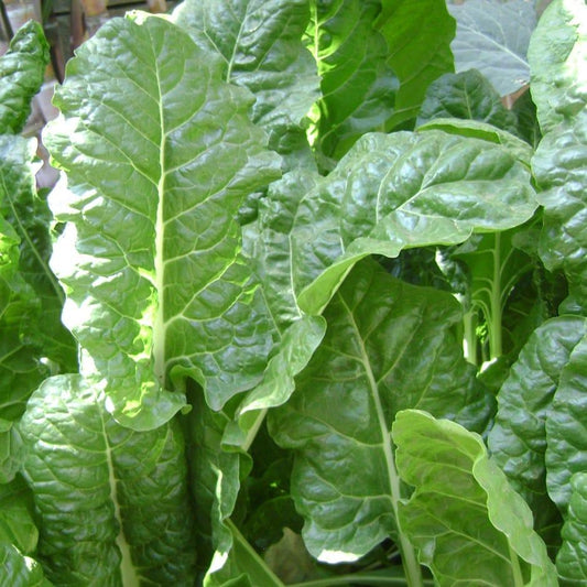 Spinach - Perpetual - 50 seeds - Small Garden Sowing