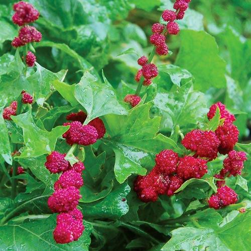 Spinach - Strawberry - 50 seeds - Small Garden Sowing