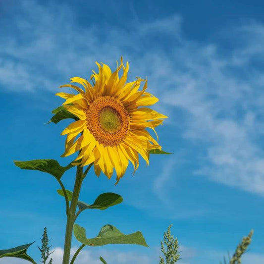 Sunflower - Giant Single - 20 seeds - Small Garden Sowing
