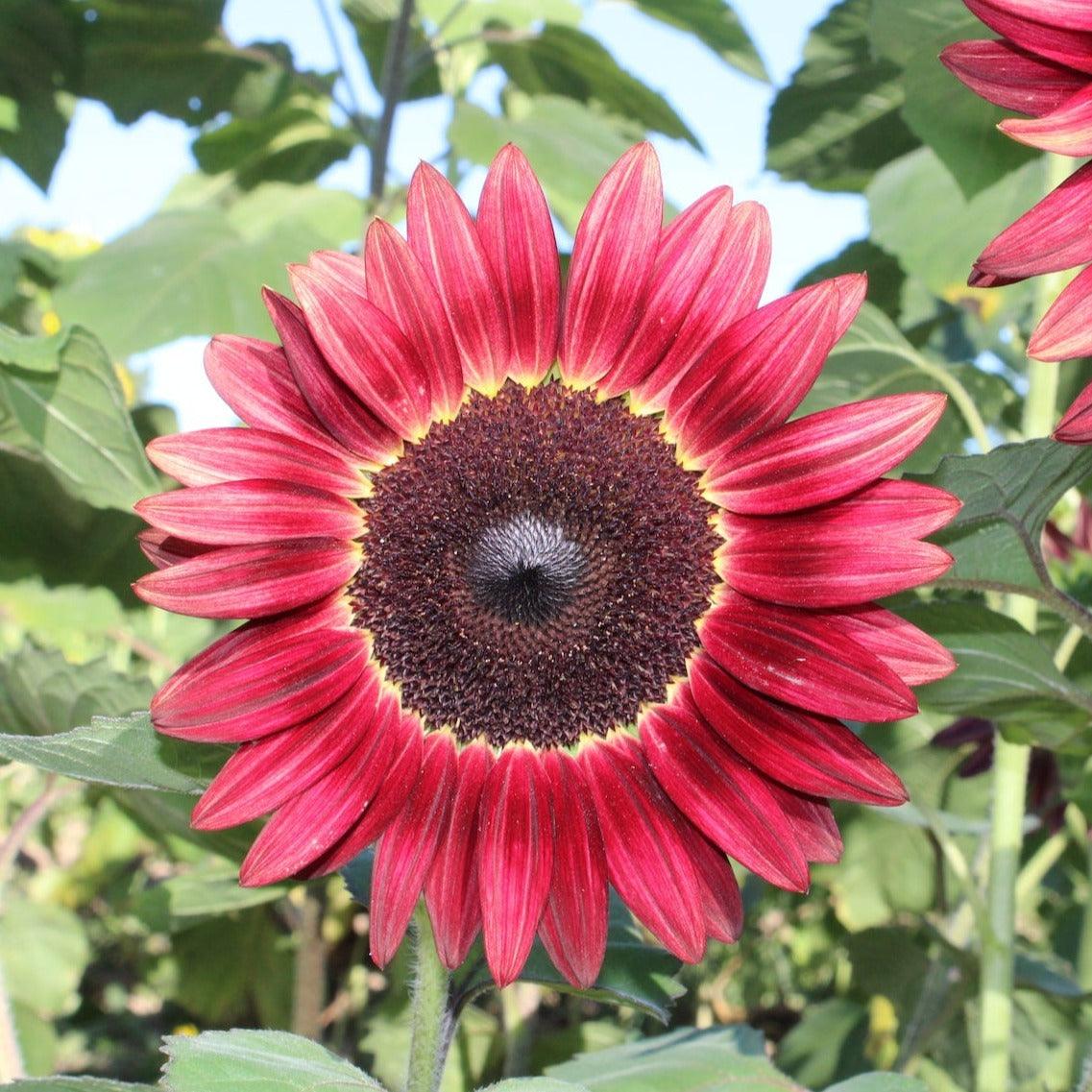 Red Sunflowe Sunflower - Red Sun - 20 seeds – Small Garden Sowing