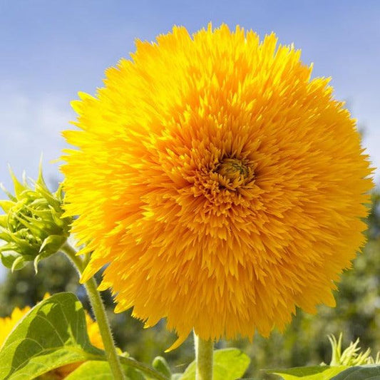 Sunflower - Teddy Bear - 20 seeds - Small Garden Sowing