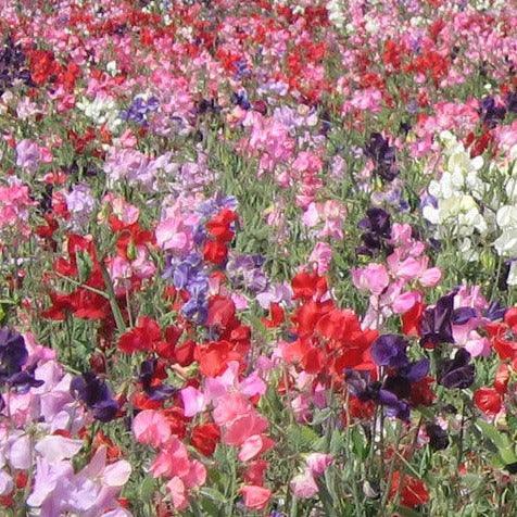 Pea - Sweet Pea - Knee High Mixture - 10 seeds - Small Garden Sowing