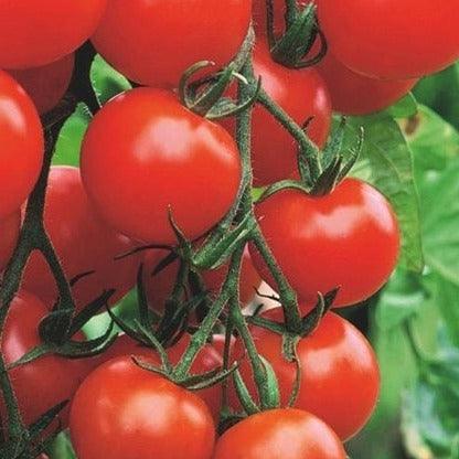 Tomato - Moneymaker - 15 seeds - Small Garden Sowing