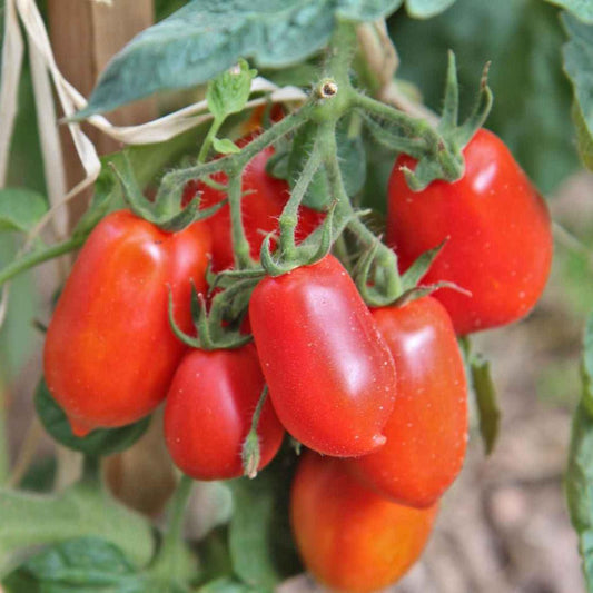 Tomato - Roma - 20 seeds - Small Garden Sowing
