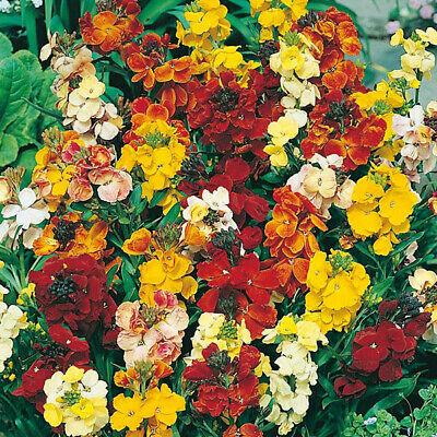 Wallflower - My Fair Lady Mix - 65 seeds - Small Garden Sowing